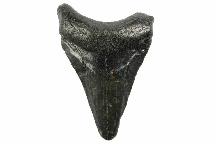 Juvenile Megalodon Tooth - North Carolina #152854